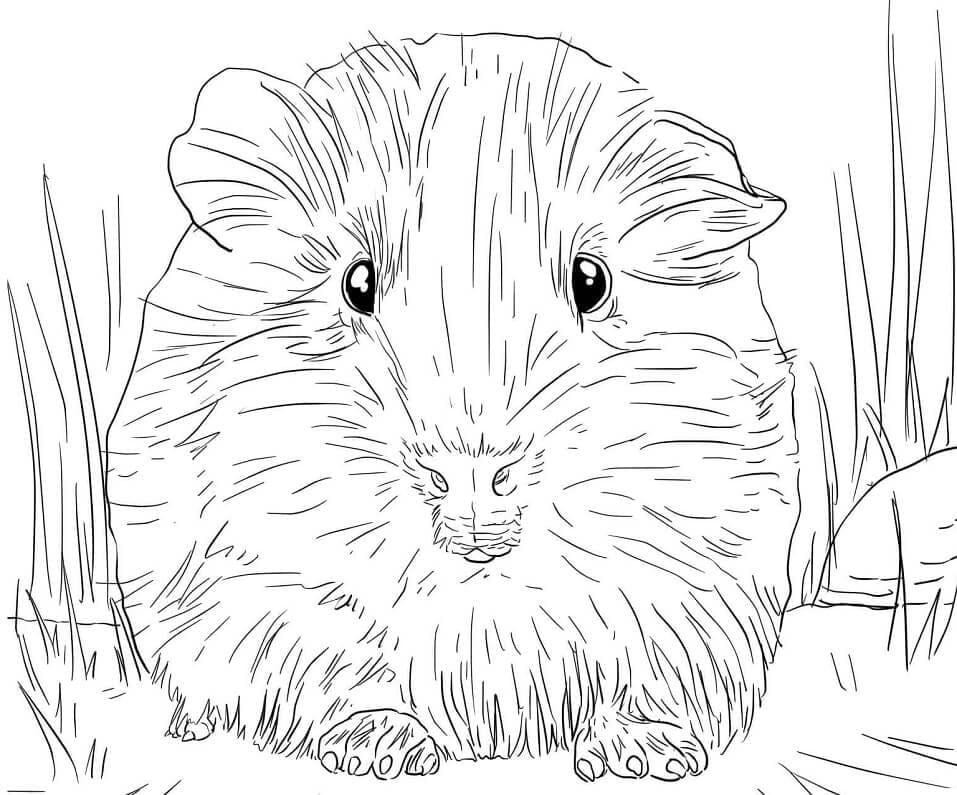 Meerschweinchen Portrait