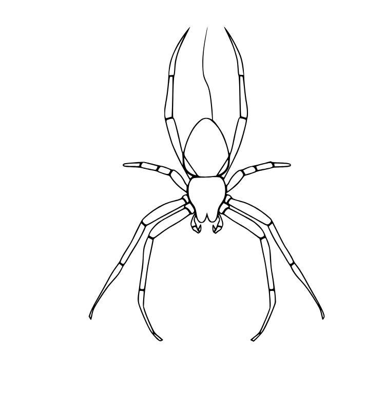 Radspinne