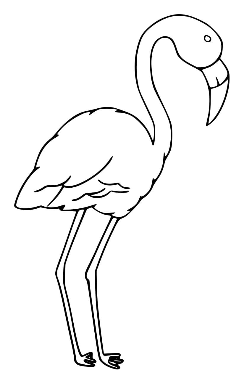 Schöner normaler Flamingo