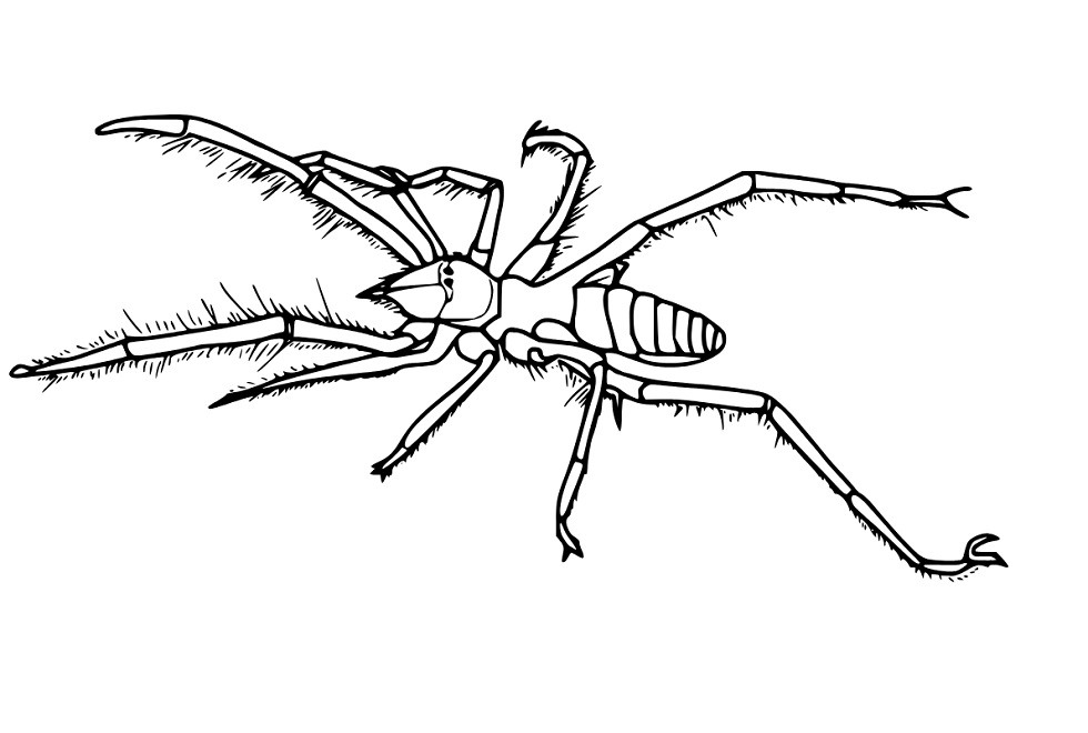 Spinne mit pelzigen Beinen