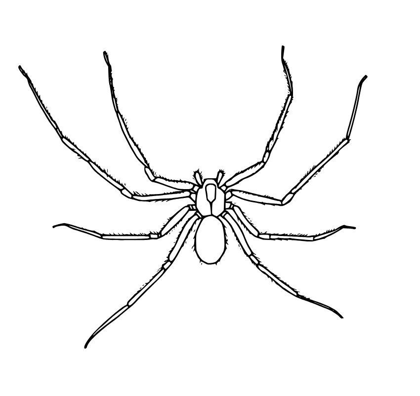 Springspinne