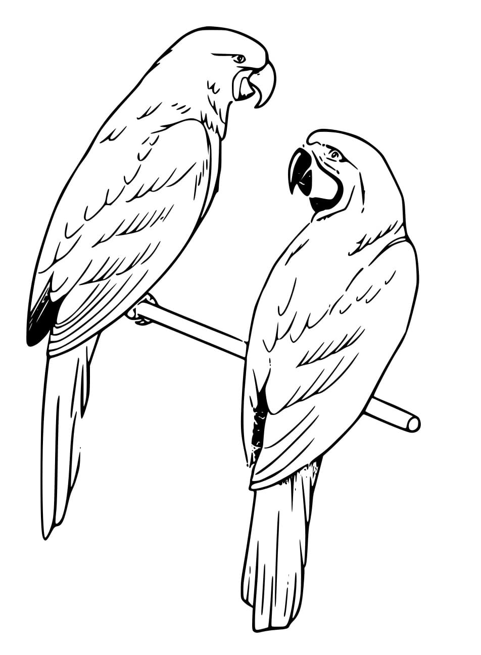 Zwei Papagei auf der Stange