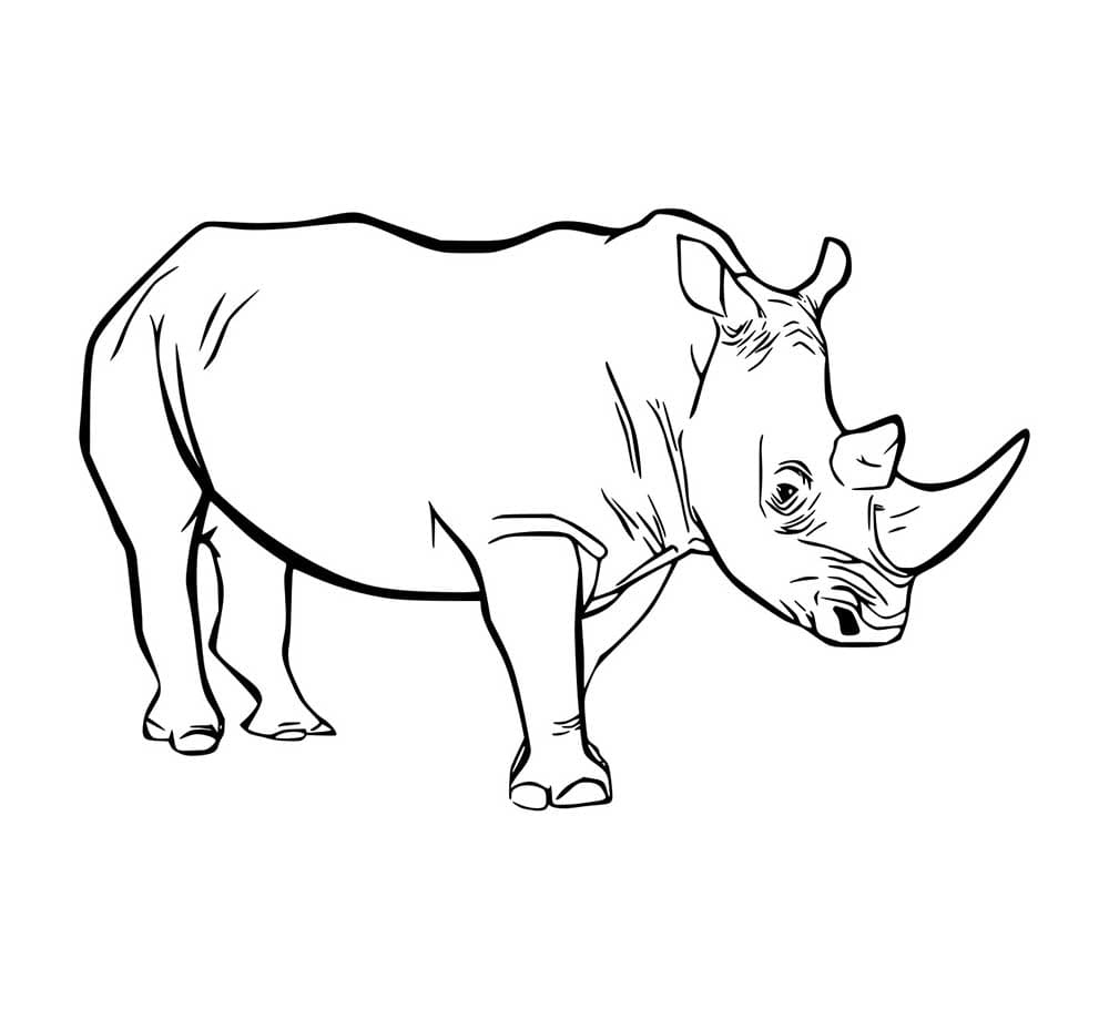 Breitmaulnashorn