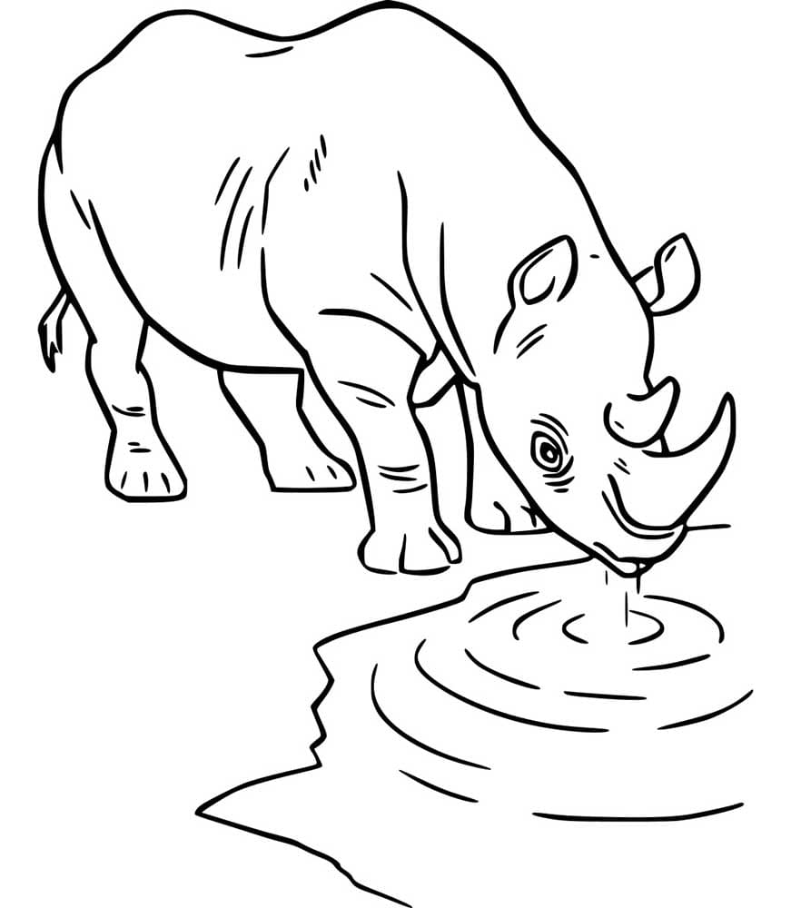 Nashorn trinkt Wasser