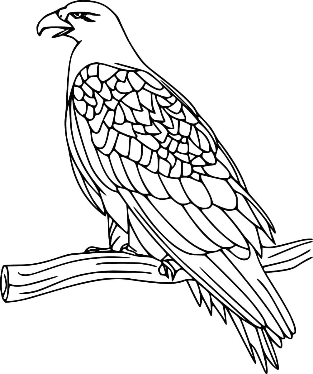 Schöner Adler