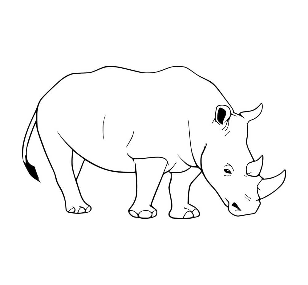 Spitzmaulnashorn