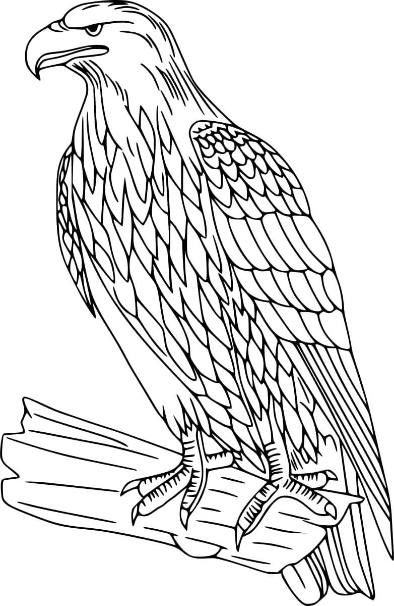 Steinadler