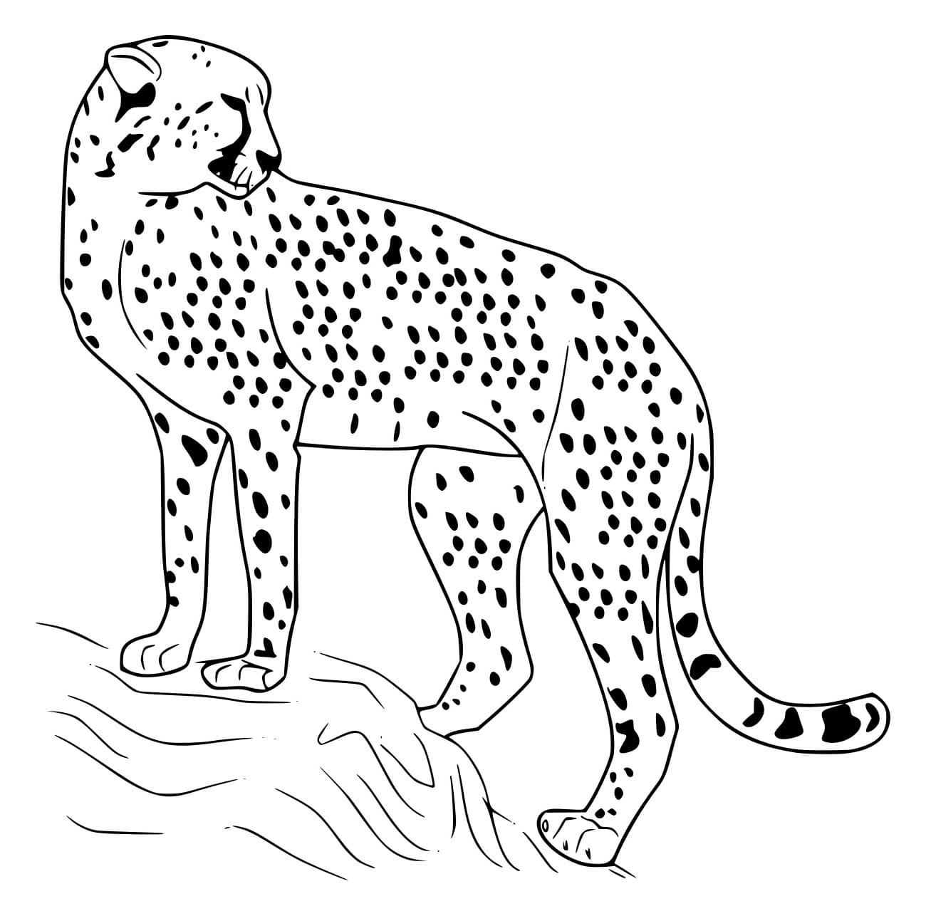 Einfacher Gepard auf dem Felsen