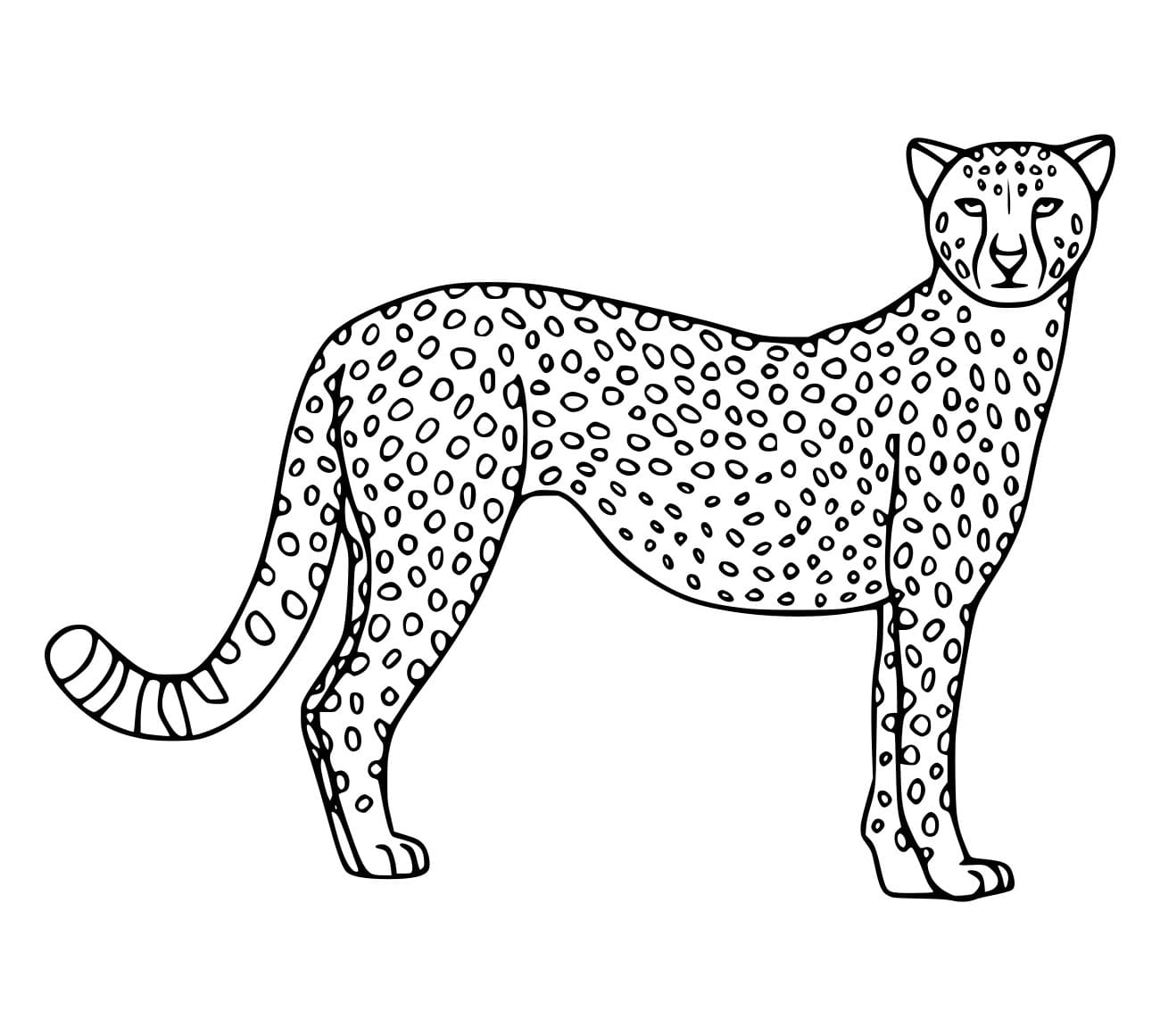 Einfacher Gepard