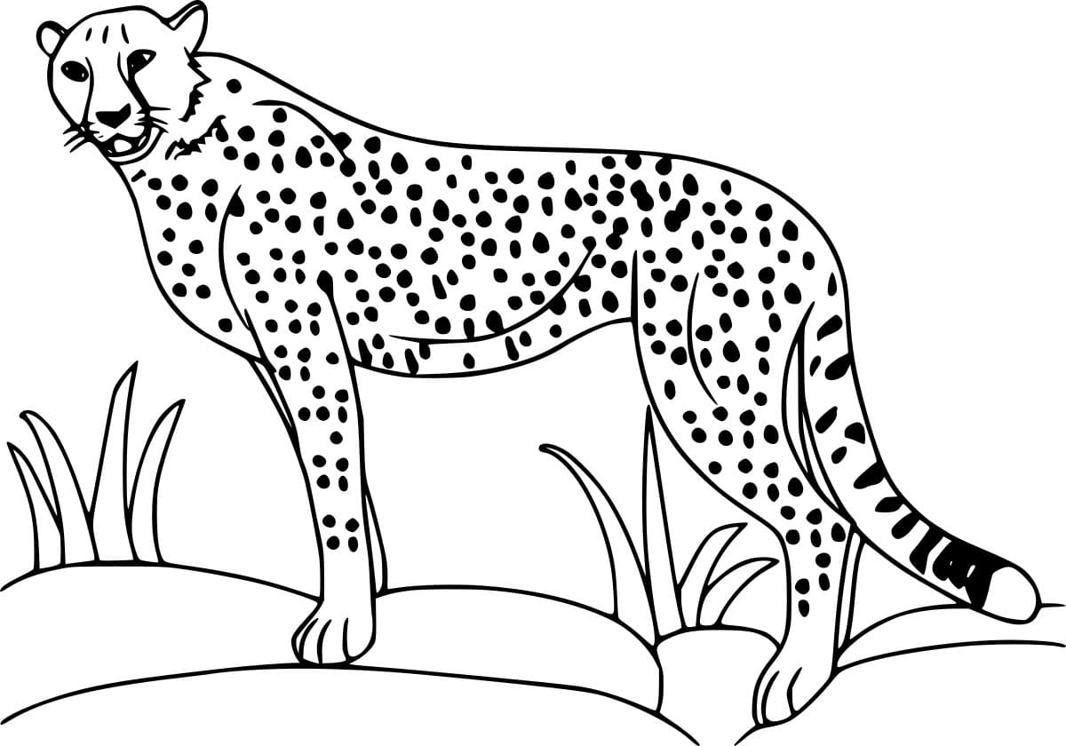 Einfacher realistischer Gepard