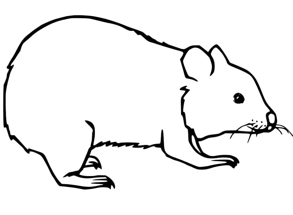 Einfacher Wombat