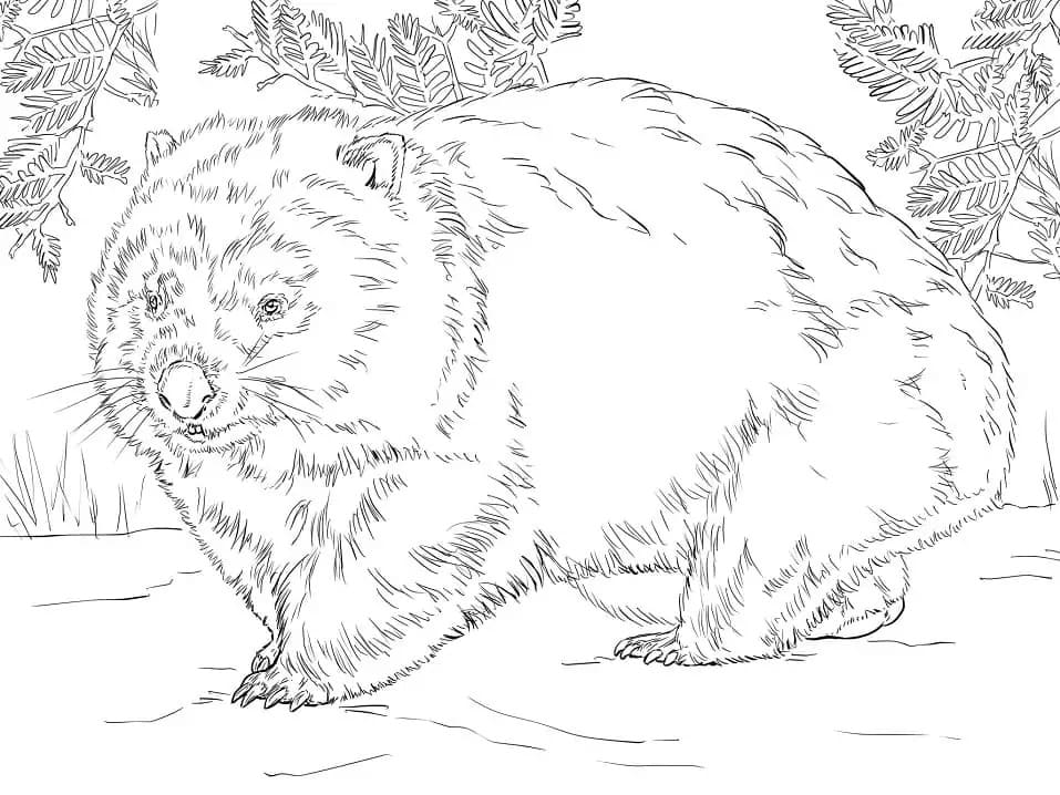 Fetter Wombat