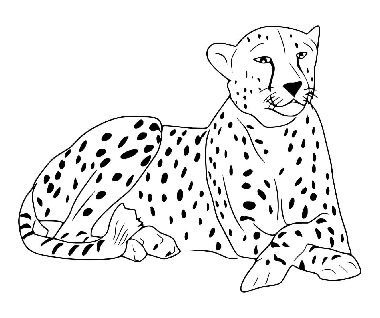 Gepard auf dem Boden