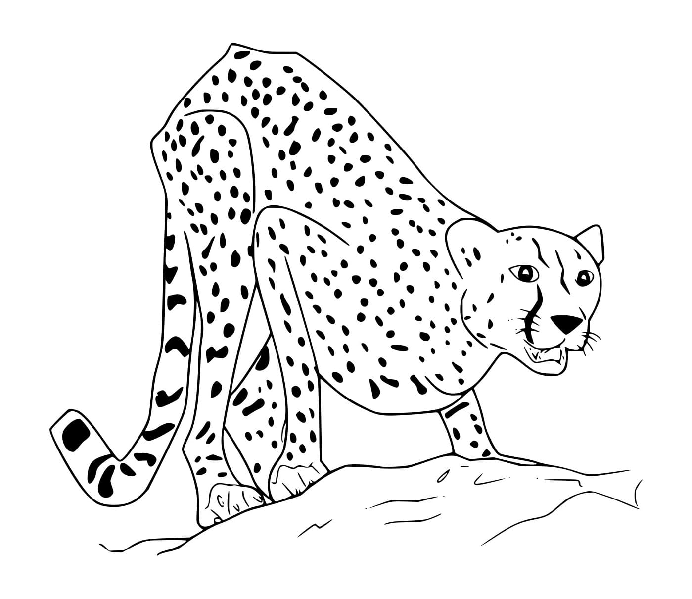 Gepard auf dem Felsen