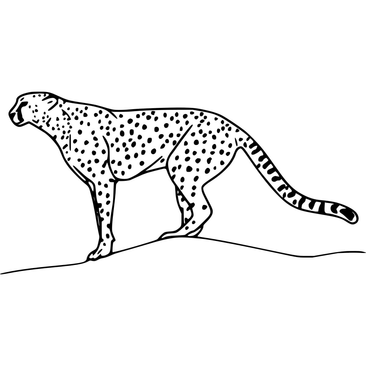 Gepard auf dem Hügel