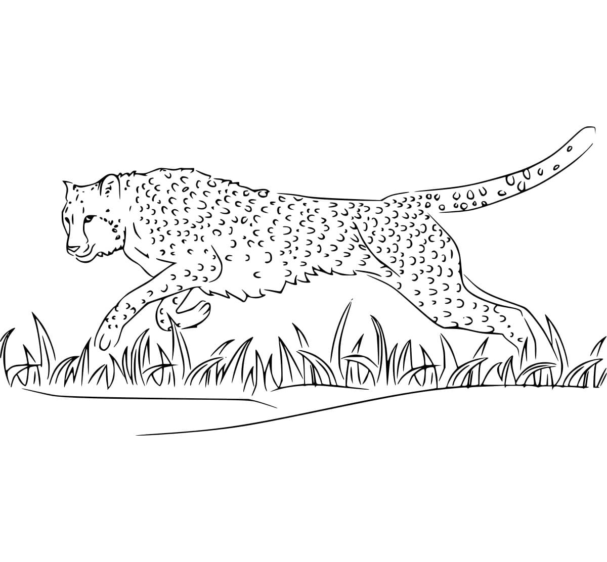 Gepard läuft auf dem Gras