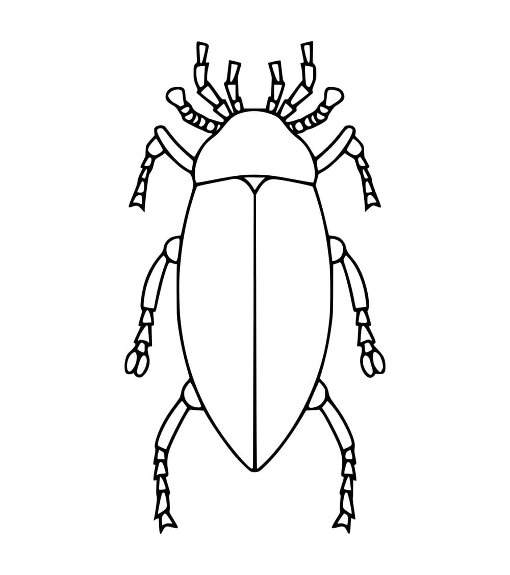 Käfer Zeichnung