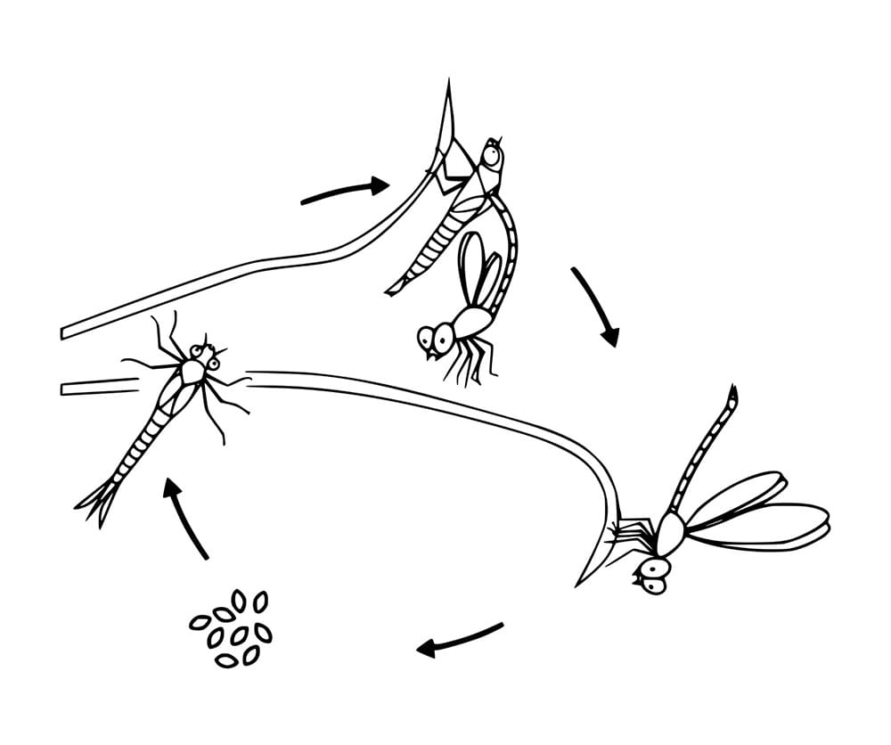 Lebenskreis der Libelle