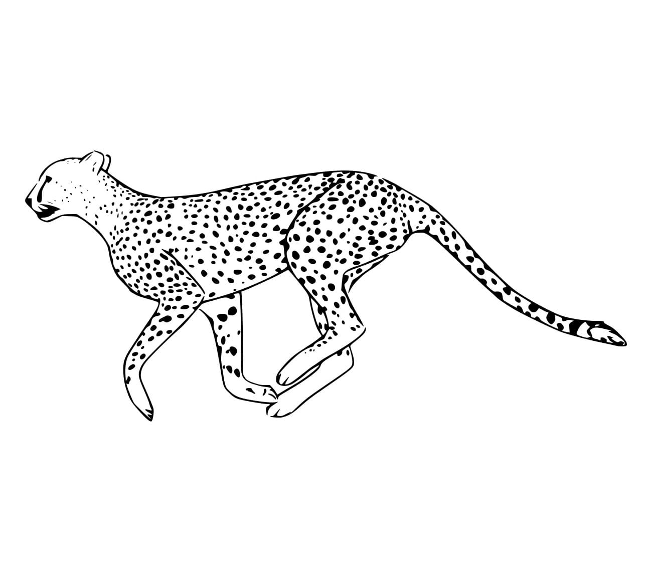 Leicht laufender Gepard