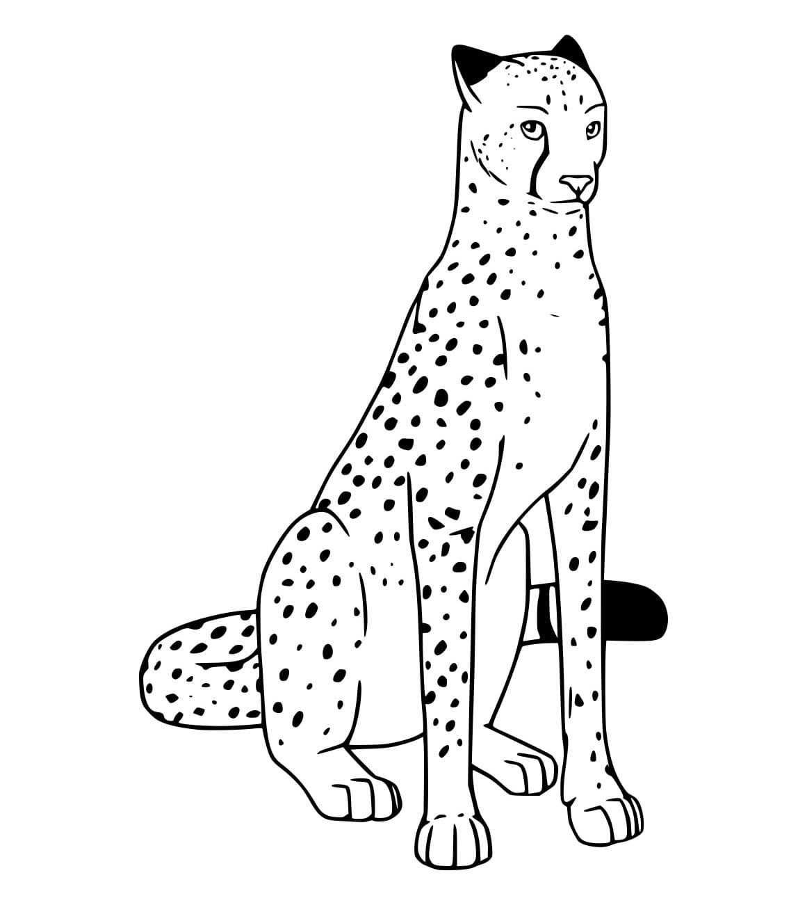 Starker Gepard