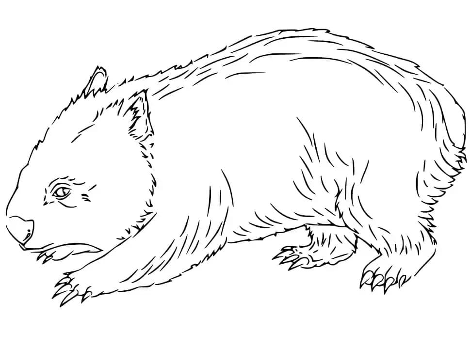 Wombat