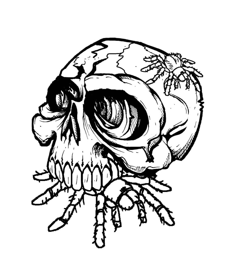 Totenkopfspinne