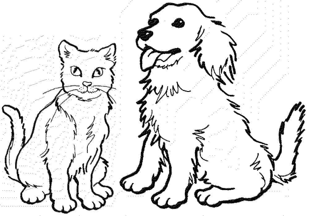 Katze und Hund