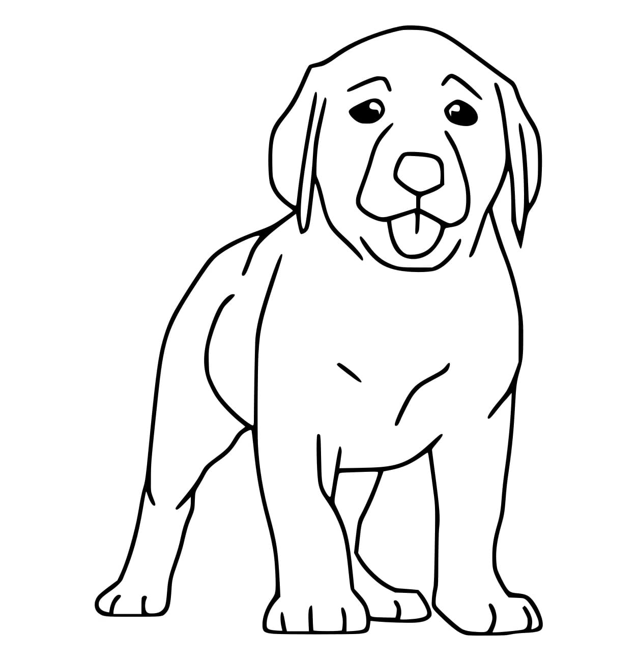 Labrador