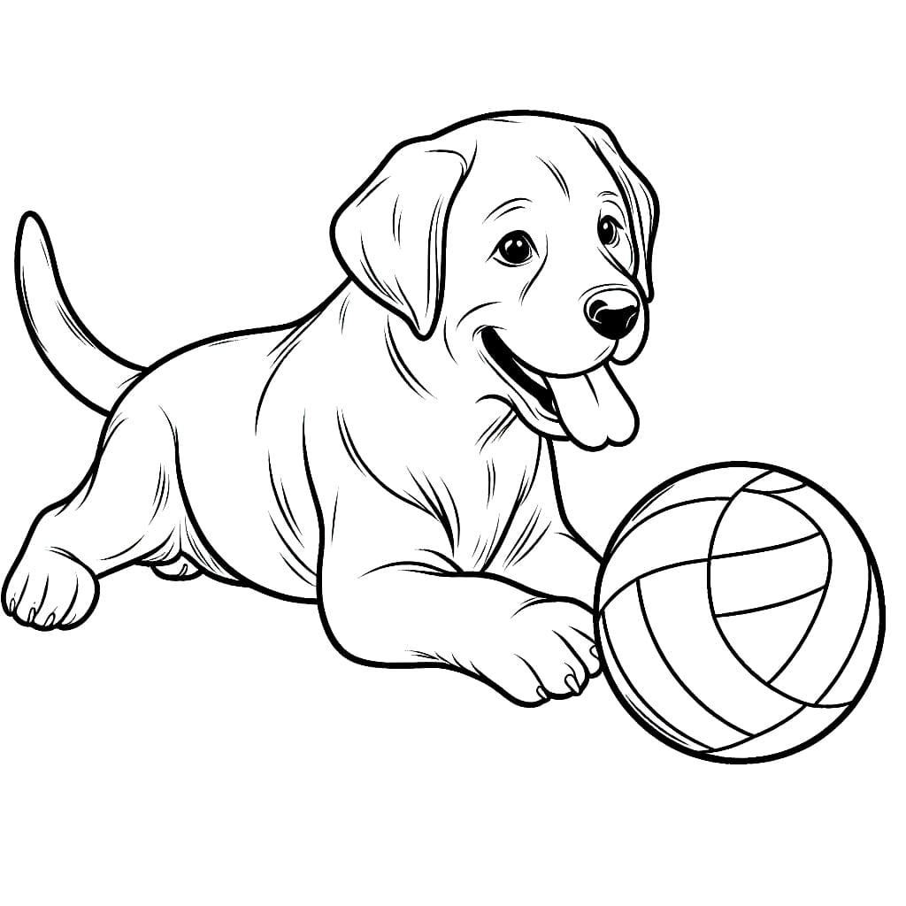 Labrador spielt Ball