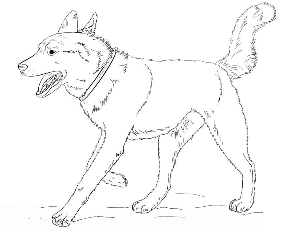 Ein Husky