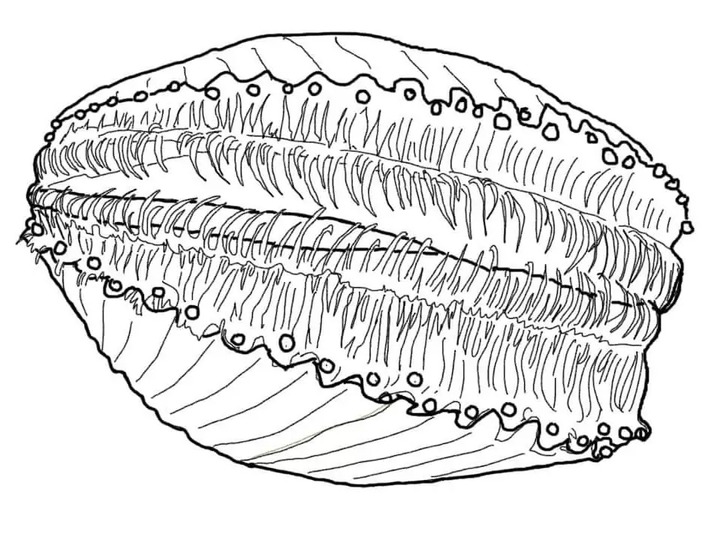 Kostenlos ausdruckbar Muscheln