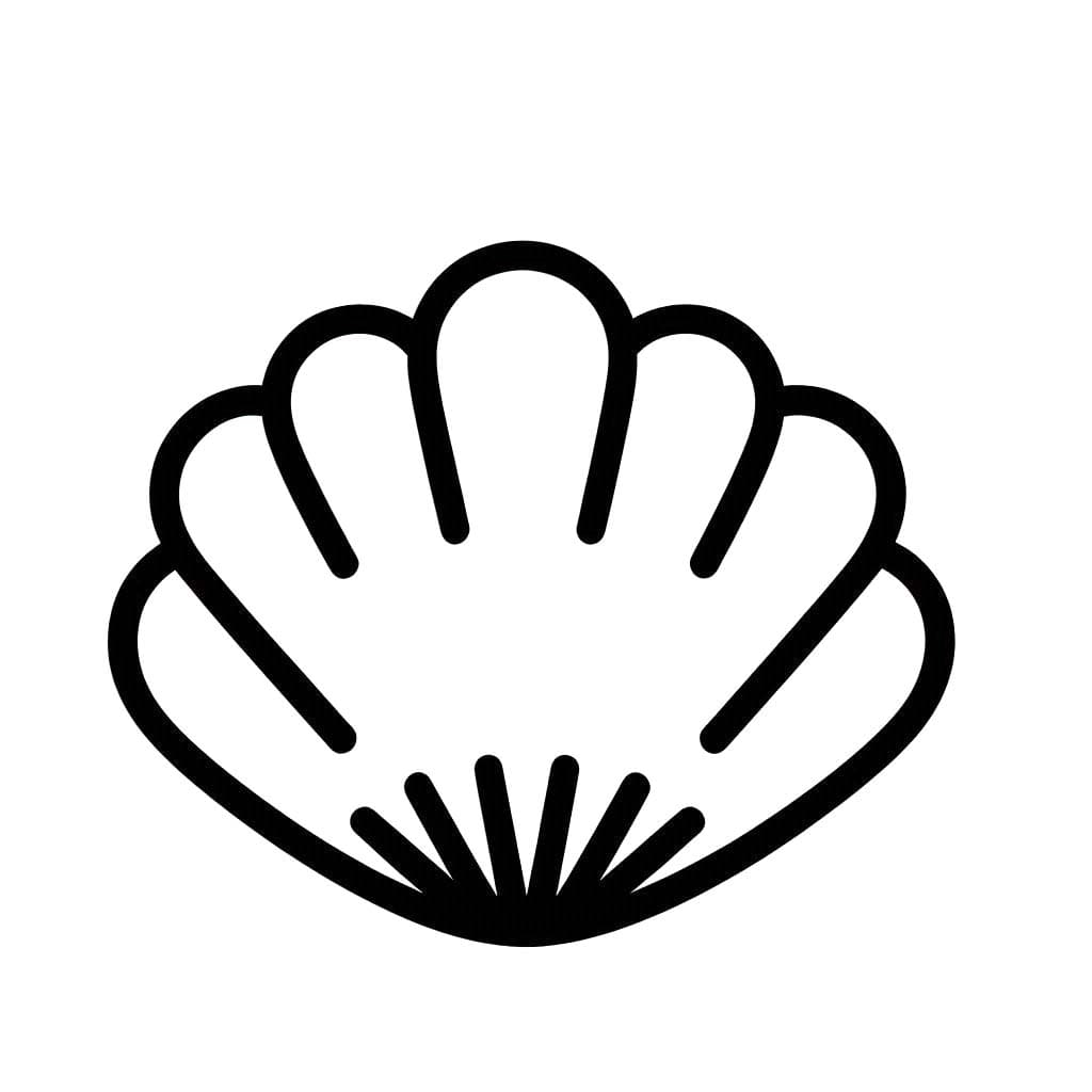 Muscheln 3