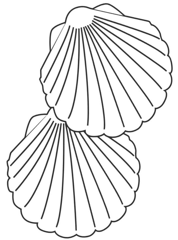 Muscheln frei zeichnen