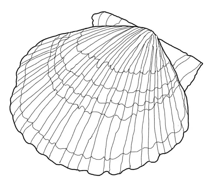 Muscheln zeichnen drucken