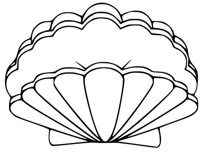 Muscheln zeichnen