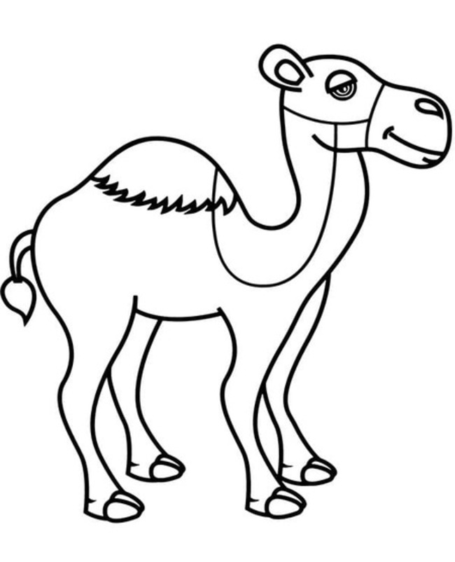 Zum Ausdrucken Kamele