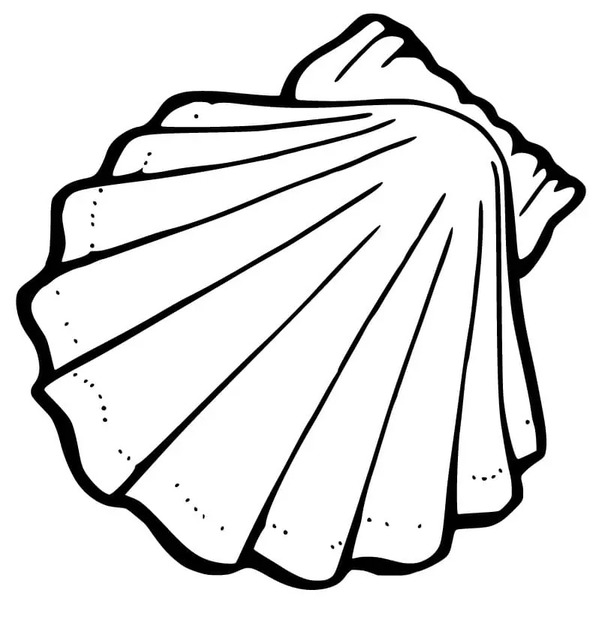 Zeichnung Kostenlos Muscheln