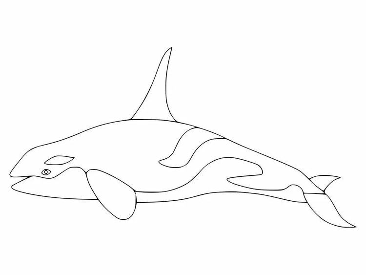 Bild Orca schlicht