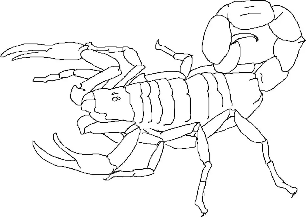 Bild Skorpion basisch