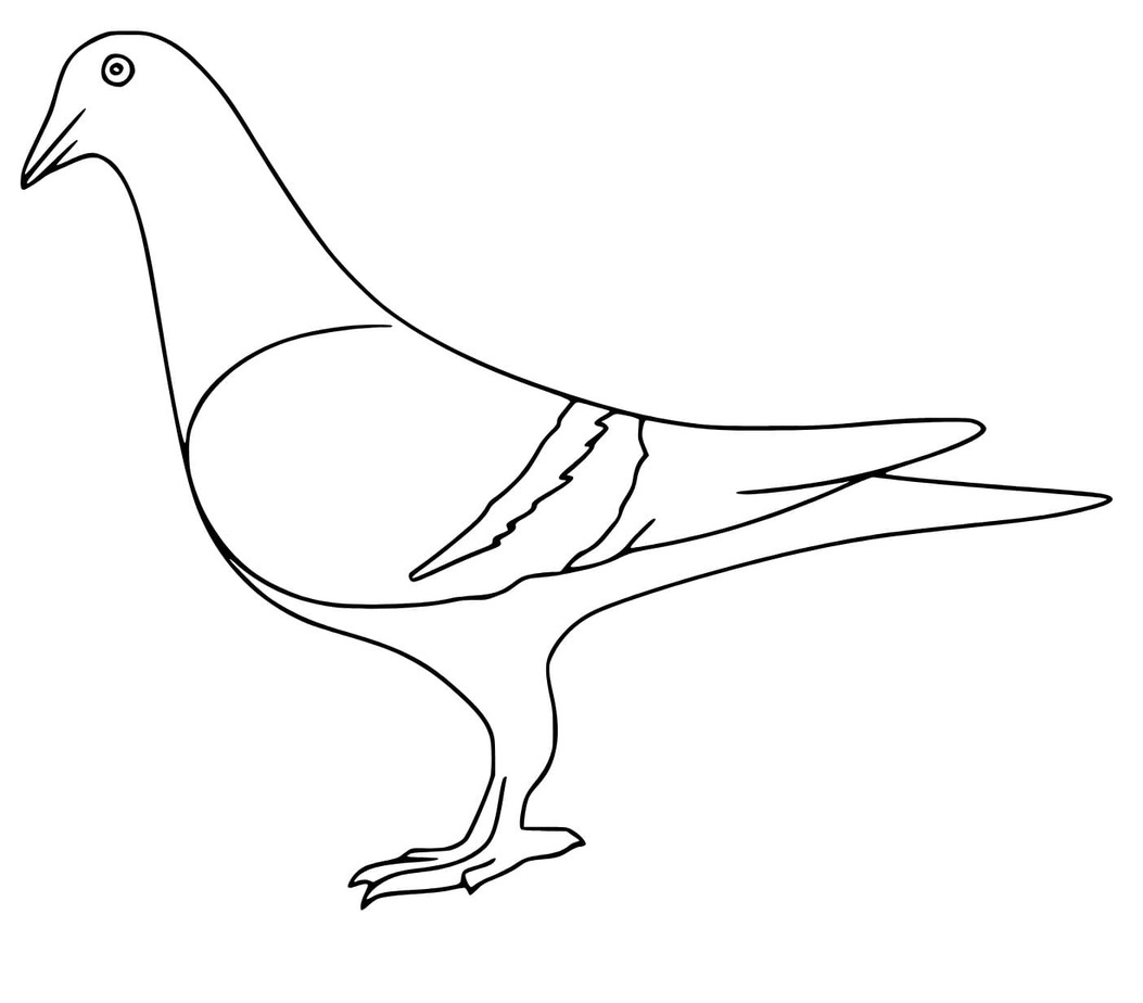 Ein Tauben vogel