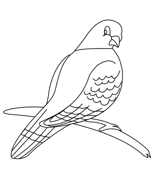 Tauben Entzückende