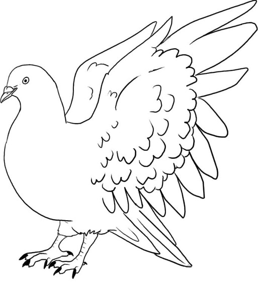 Tauben zeichnen