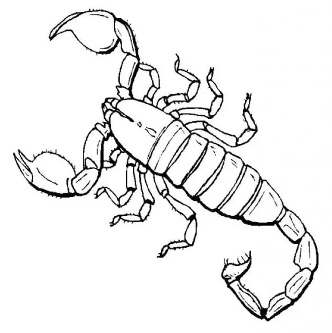 Zeichne Skorpion druckbar