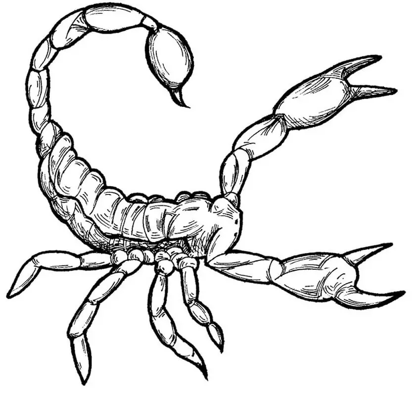 Zeichne Skorpion einfach
