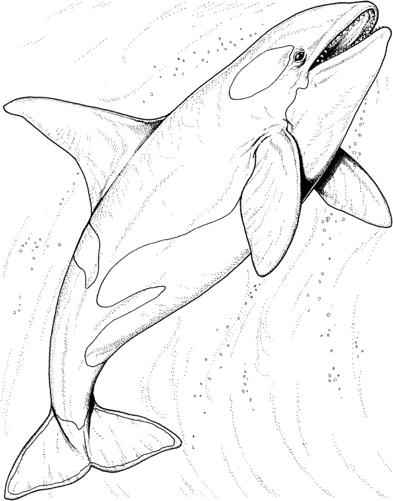 Zeichnen Orca 4