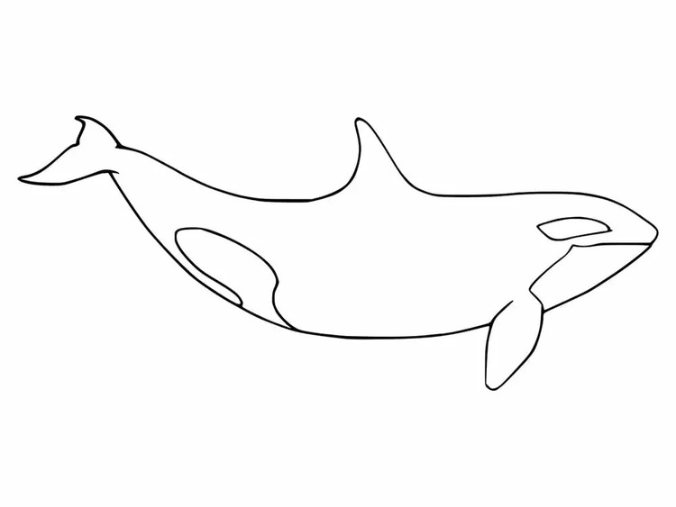 Zeichnen Orca zum Ausdrucken für Kinder