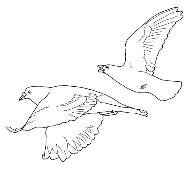 Zeichnen Tauben fliegend frei