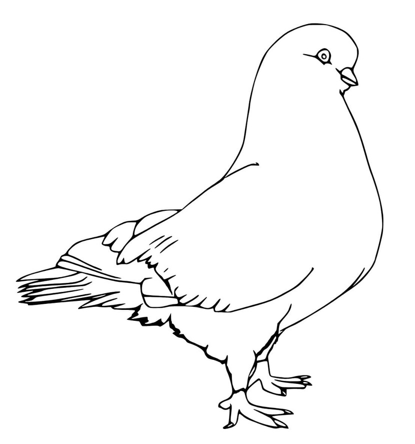 Tauben