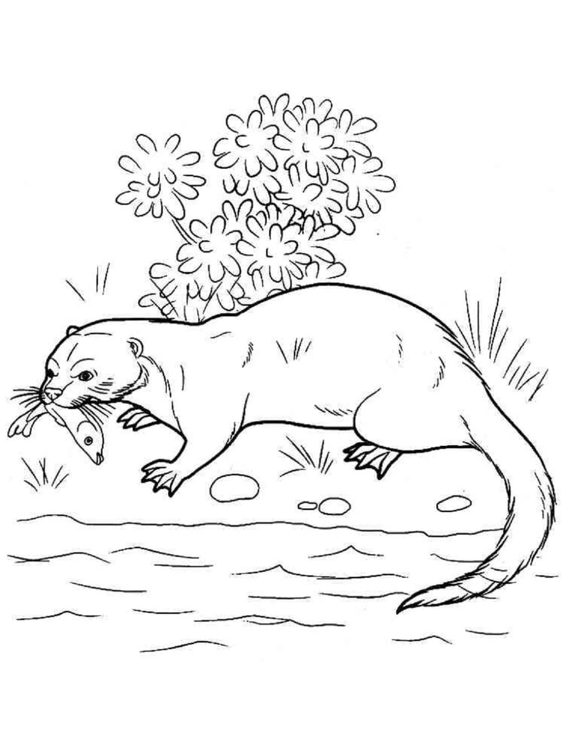 Zeichnen Otter Kostenlos einfach