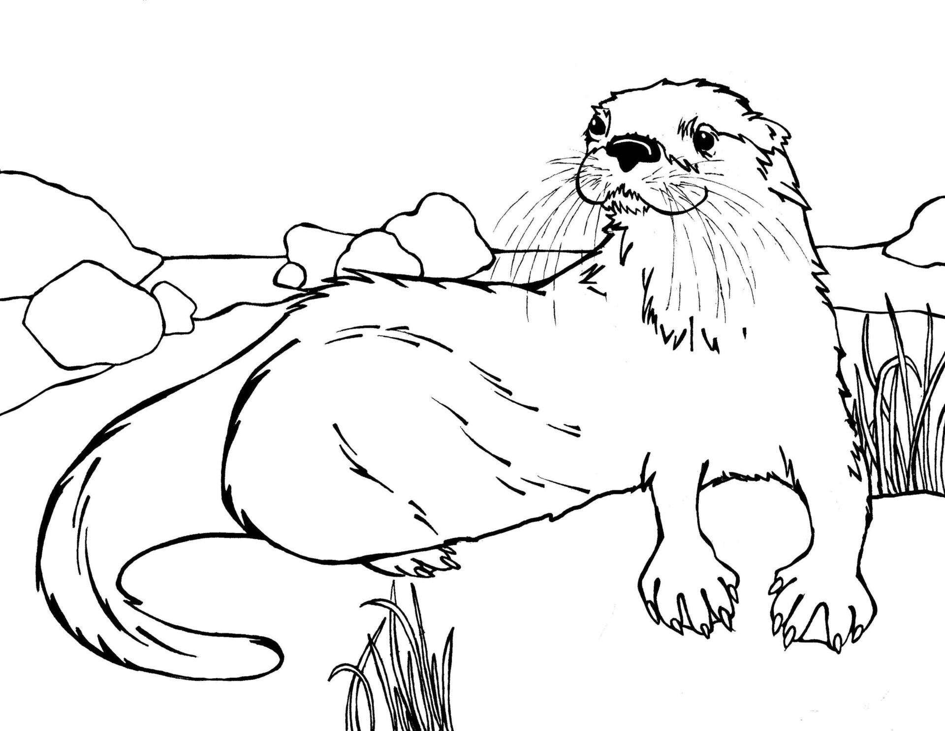 Zeichnen Otter zum Ausdrucken